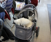 animal2011-0009