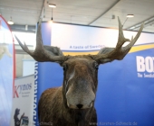 animal2011-0012