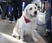 animal2011-0015