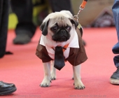 animal2011-0020