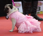 animal2011-0021
