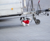 animal2011-0022