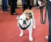 animal2011-0029