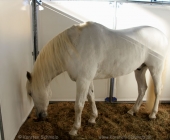 animal2011-0030
