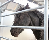 animal2011-0031