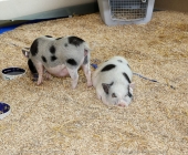 animal2011-0037
