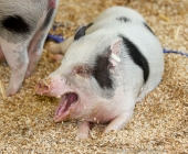 animal2011-0038