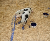 animal2011-0039