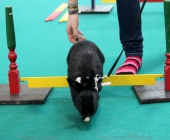 animal2011-0041