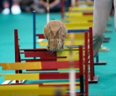 animal2011-0042