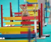 animal2011-0044