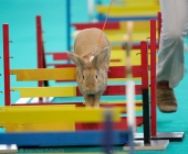animal2011-0045