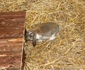 animal2011-0047