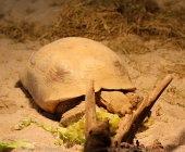 animal2011-0050