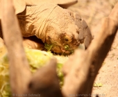 animal2011-0051