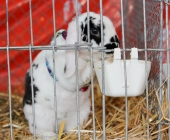 animal2011-0053