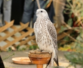 animal2011-0056