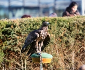 animal2011-0060