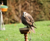 animal2011-0061