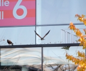 animal2011-0066