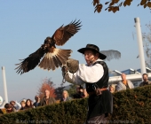 animal2011-0068
