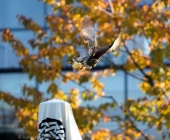 animal2011-0071
