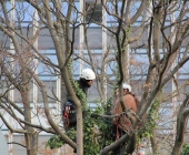 s21_baum_t1-0012