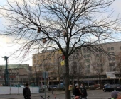 s21_baum_t1-0018