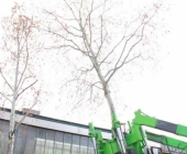 s21_baum_t1-0150