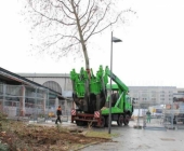 s21_baum_t1-0152