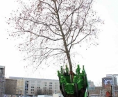 s21_baum_t1-0154