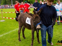 eselrennen-2013-in-berglen-19-05-2013_0004