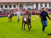 eselrennen-2013-in-berglen-19-05-2013_0005