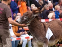 eselrennen-2013-in-berglen-19-05-2013_0038
