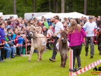 eselrennen-2013-in-berglen-19-05-2013_0052