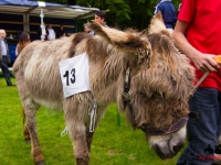 eselrennen-2013-in-berglen-19-05-2013_0085