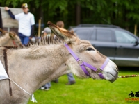 eselrennen-2013-in-berglen-19-05-2013_0094