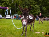 eselrennen-2013-in-berglen-19-05-2013_0096