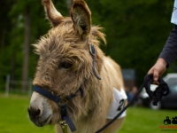 eselrennen-2013-in-berglen-19-05-2013_0098