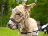 eselrennen-2013-in-berglen-19-05-2013_0099