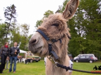 eselrennen-2013-in-berglen-19-05-2013_0102
