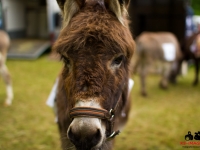 eselrennen-2013-in-berglen-19-05-2013_0104