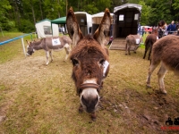 eselrennen-2013-in-berglen-19-05-2013_0105