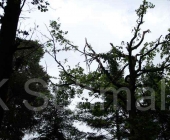 bussard-0032