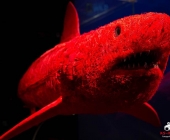 Impression KOÌRPERWELTEN der Tiere 2014 aus Ludwigsburg