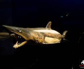 Impression KOÌRPERWELTEN der Tiere 2014 aus Ludwigsburg