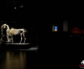 Impression KOÌRPERWELTEN der Tiere 2014 aus Ludwigsburg