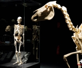 Impression KOÌRPERWELTEN der Tiere 2014 aus Ludwigsburg