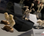 Impression KOÌRPERWELTEN der Tiere 2014 aus Ludwigsburg