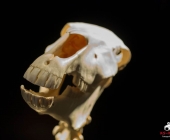 Impression KOÌRPERWELTEN der Tiere 2014 aus Ludwigsburg